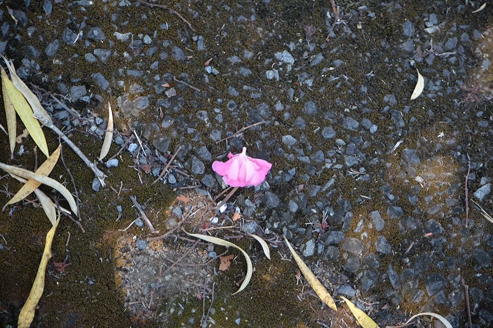 落ちた花